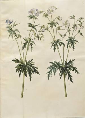 Пин от пользователя Asya Neshumova на доске vintage illustration