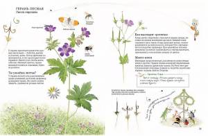 Герань лесная