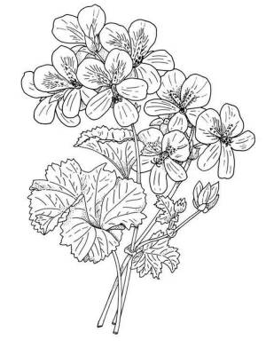 Раскраски Герань