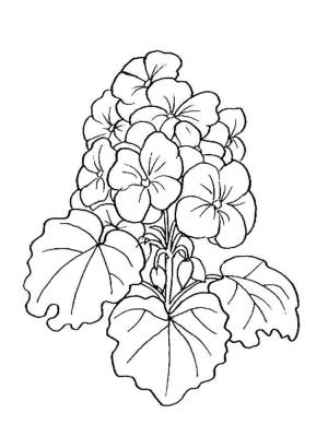 Раскраски Герань