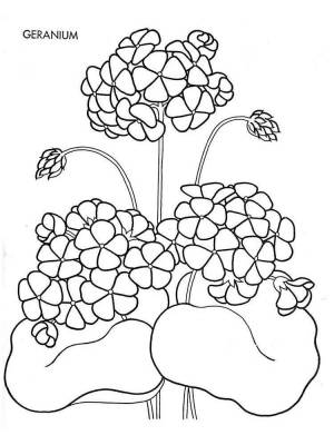 Раскраски Герань