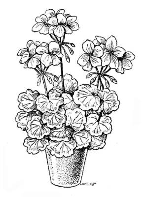 Раскраски Герань