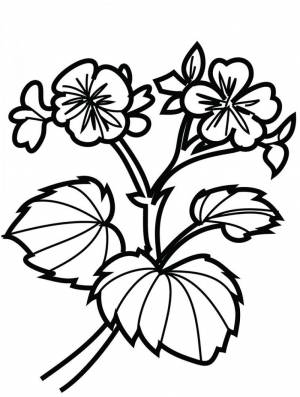 Рисунок герани для детей простой