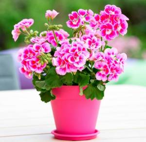 Герань советы за уходом в домашних условиях