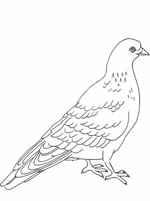 Раскраска Голубь черно белая для мальчиков