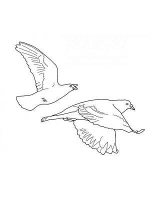 Раскраска Голубь