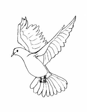 Раскраска Голубь Мира