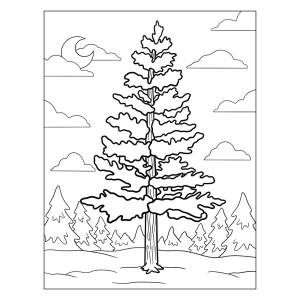 Раскраска Сосна для детей