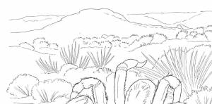 Раскраски растения, Раскраска Растения пустыни Пустыня