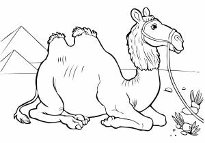 Верблюд в пустыне