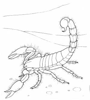 Раскраски Пустыня