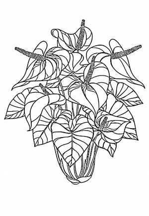 Раскраска Растение Куст