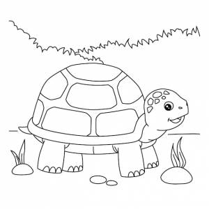 Раскраска черепаха для детей