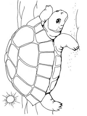 Раскраски Черепаха