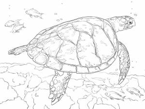 Раскраска морская черепаха