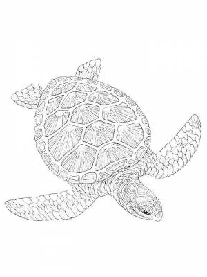 Раскраски Черепаха Антистресс   в формате