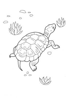 Раскраска Черепаха  в формате  онлайн
