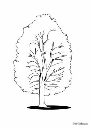 Раскраска Тополь