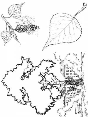 Раскраска Тополь   в формате