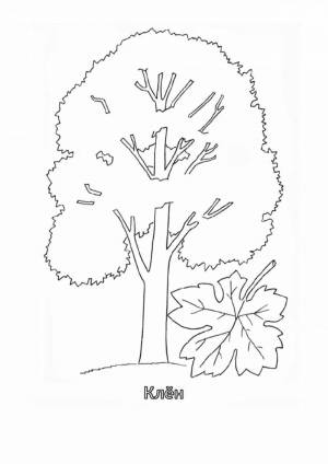 Раскраски Тополь для детей
