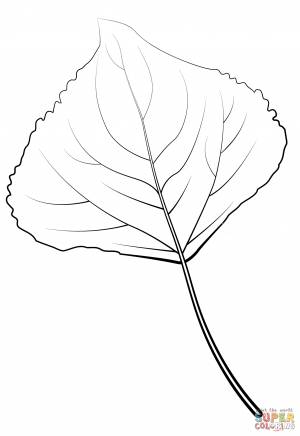 Тополь раскраска для детей