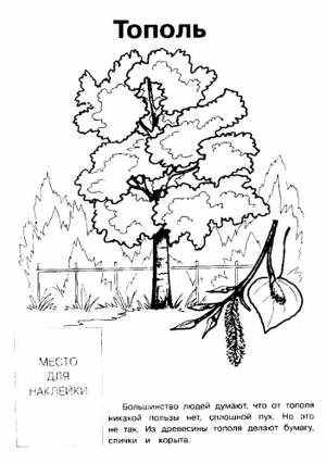 Раскраска Тополь