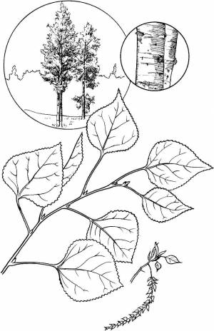 Раскраски Тополь