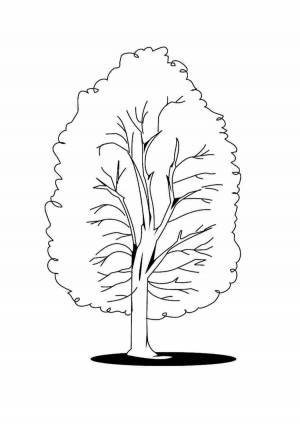 Раскраски Тополь для детей