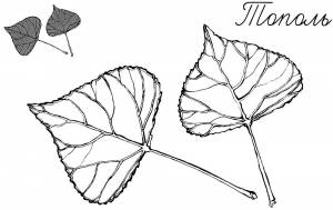 Раскраска Тополь