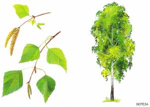 Рисунок тополя