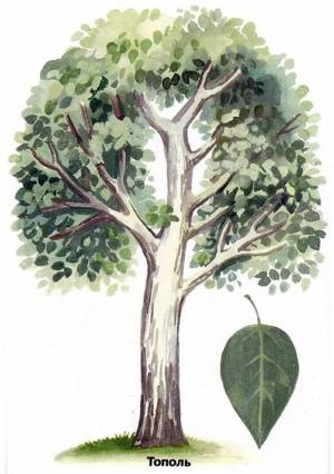Рисунок детский тополь