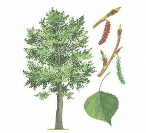 Картинки тополь весной для детей