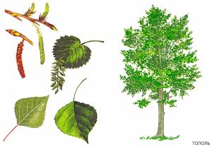 DataLife Engine > Версия для печати > Осина рисунок для детей