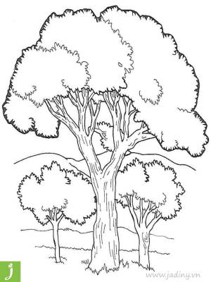 Тополь раскраска