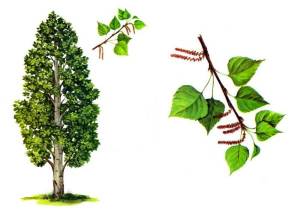 Картинки тополь весной для детей