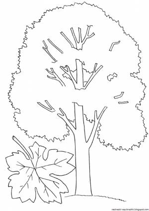 Тополь раскраска для детей