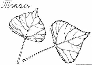 Лист тополиный рисунок