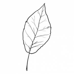 Векторный черный рисунок листа тополя