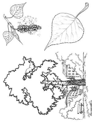 Раскраска Тополь