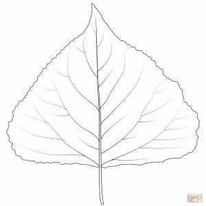 Лист тополиный рисунок