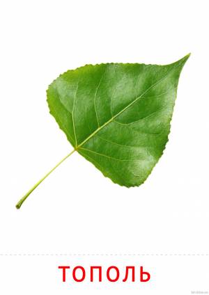 Лист тополя