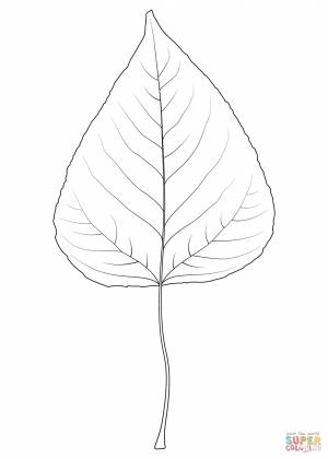 Лист тополя рисунок