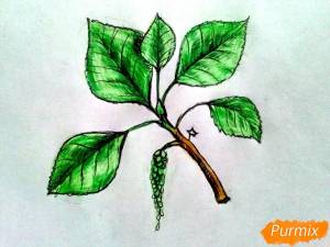 Как нарисовать лист тополя карандашом поэтапно