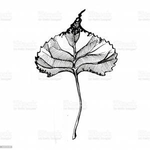 Лист тополя рисунок