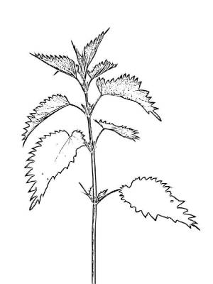 Раскраски Крапива