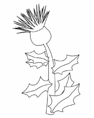 Раскраски Раскраска Крапива цветы на праздники