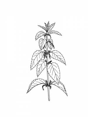 Раскраска Крапива  листе  для мальчиков