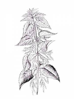 Раскраска Крапива  картинку