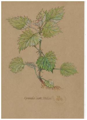 Крапива, цветной карандаш