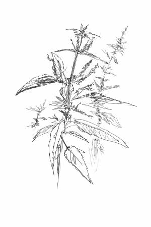 Иллюстрация Крапива, ботаническая иллюстрация в стиле скетчи